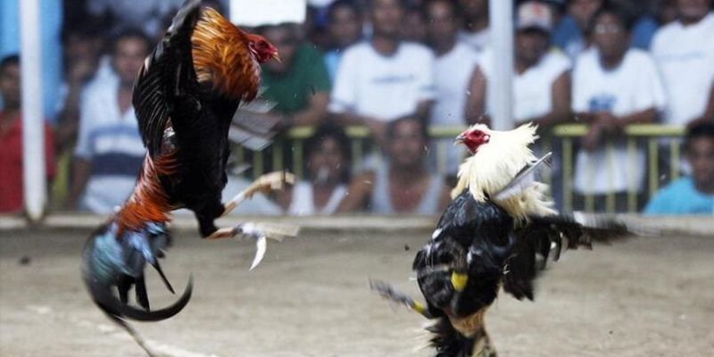 Đá Gà Cựa Dao - Nét Văn Hóa Dân Gian & Sự Khốc Liệt Hiện Đại 2 Đá gà cựa dao Mỹ Philippines