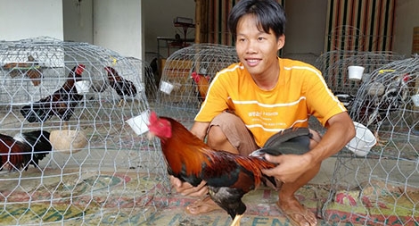 Gà Đá Hầu Là Gì - Giải Mã Bí Ẩn Chiến Kê Đỉnh Cao Gà Đá Hầu Là Gì - Giải Mã Bí Ẩn Chiến Kê Đỉnh Cao