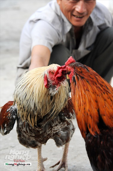 Gà Đá Hầu Là Gì - Giải Mã Bí Ẩn Chiến Kê Đỉnh Cao Gà Đá Hầu Là Gì - Giải Mã Bí Ẩn Chiến Kê Đỉnh Cao